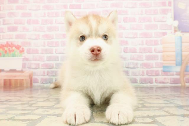 東京都のシベリアンハスキー (Coo&RIKU東久留米店/2025年9月10日生まれ/男の子/レッドホワイト)の子犬の1枚目の画像