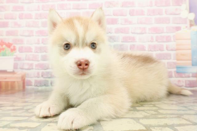 東京都のシベリアンハスキー (Coo&RIKU東久留米店/2025年9月10日生まれ/男の子/レッドホワイト)の子犬の2枚目の画像