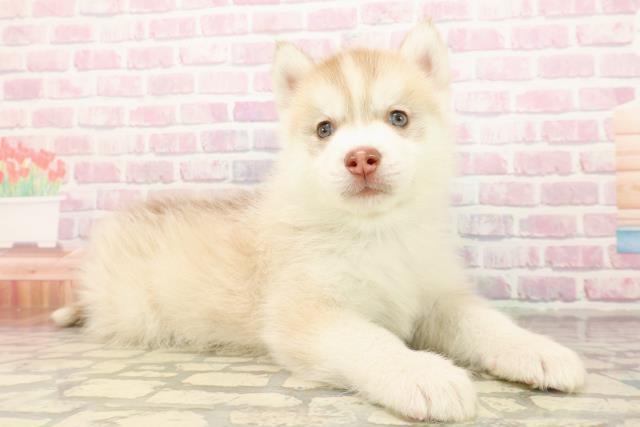 東京都のシベリアンハスキー (Coo&RIKU東久留米店/2025年9月10日生まれ/男の子/レッドホワイト)の子犬の3枚目の画像