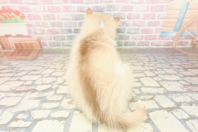 東京都のシベリアンハスキー (Coo&RIKU東久留米店/2025年9月10日生まれ/男の子/レッドホワイト)の子犬の4枚目の画像