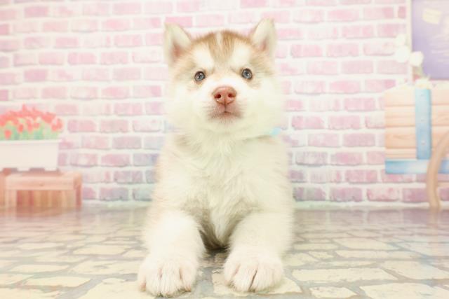 千葉県のシベリアンハスキー (Coo&RIKU南柏店/2025年9月10日生まれ/男の子/レッドホワイト)の子犬の1枚目の画像