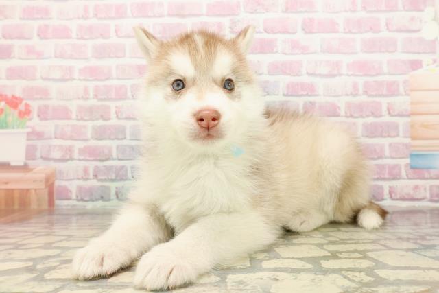 千葉県のシベリアンハスキー (Coo&RIKU南柏店/2025年9月10日生まれ/男の子/レッドホワイト)の子犬の2枚目の画像