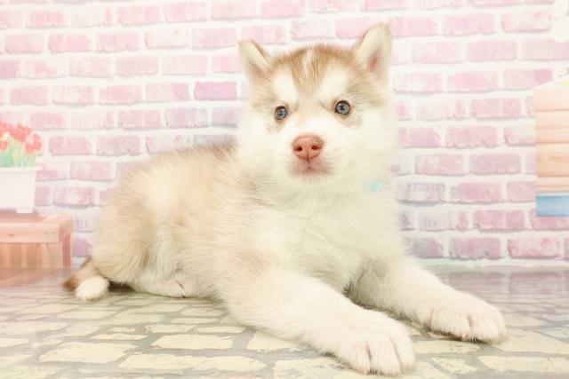 千葉県のシベリアンハスキー (Coo&RIKU南柏店/2025年9月10日生まれ/男の子/レッドホワイト)の子犬の3枚目の画像