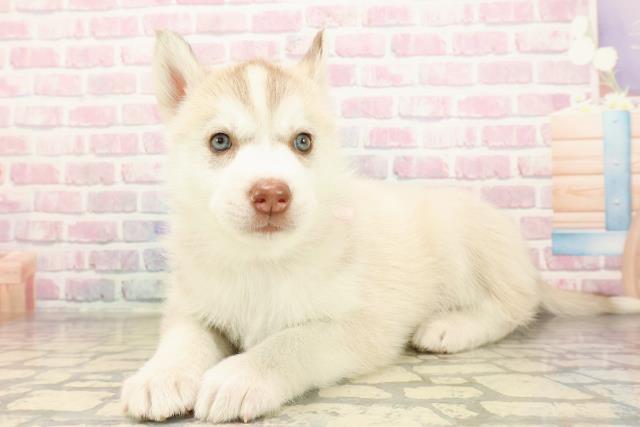 千葉県のシベリアンハスキー (Coo&RIKUアクロスモール新鎌ケ谷店/2025年9月10日生まれ/女の子/レッドホワイト)の子犬の2枚目の画像