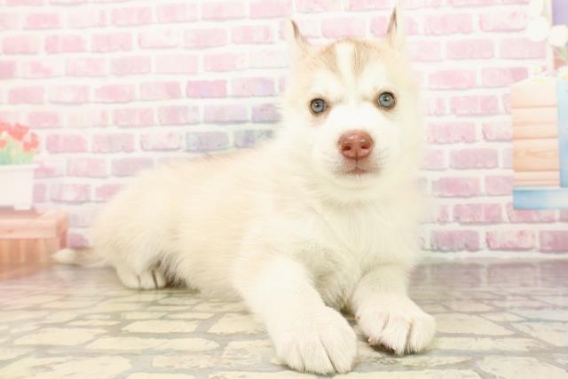 千葉県のシベリアンハスキー (Coo&RIKUアクロスモール新鎌ケ谷店/2025年9月10日生まれ/女の子/レッドホワイト)の子犬の3枚目の画像