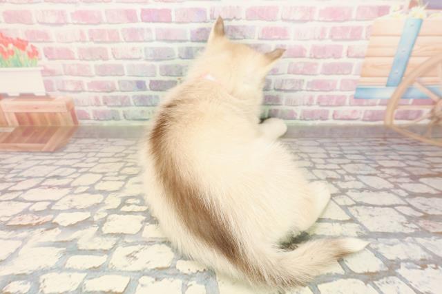 千葉県のシベリアンハスキー (Coo&RIKUアクロスモール新鎌ケ谷店/2025年9月10日生まれ/女の子/レッドホワイト)の子犬の4枚目の画像