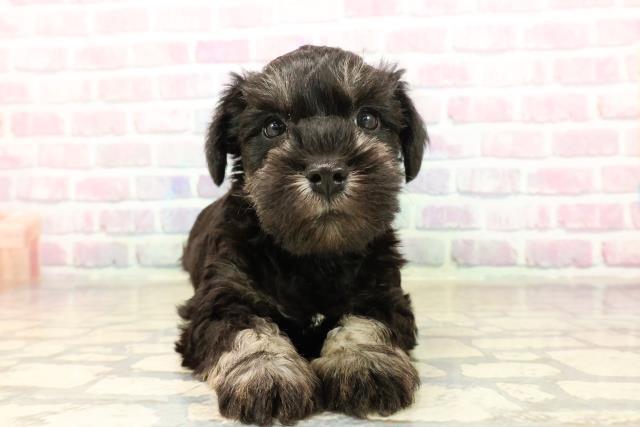 茨城県のミニチュアシュナウザー (Coo&RIKUコメリパワーつくば西店/2025年9月10日生まれ/男の子/ブラックシルバー)の子犬の1枚目の画像