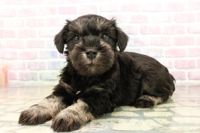 茨城県のミニチュアシュナウザー (Coo&RIKUコメリパワーつくば西店/2025年9月10日生まれ/男の子/ブラックシルバー)の子犬の2枚目の画像