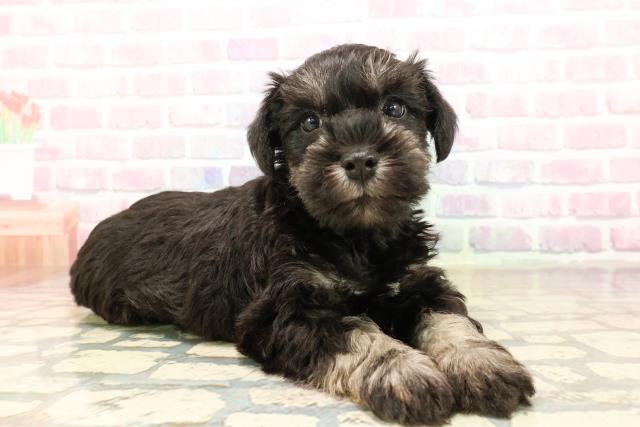 茨城県のミニチュアシュナウザー (Coo&RIKUコメリパワーつくば西店/2025年9月10日生まれ/男の子/ブラックシルバー)の子犬の3枚目の画像