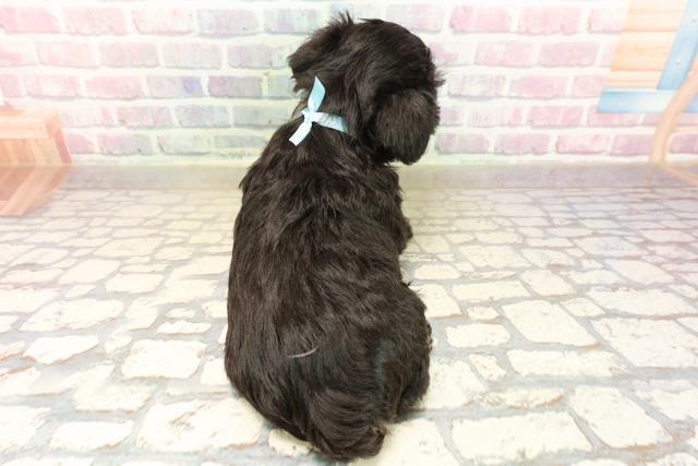 茨城県のミニチュアシュナウザー (Coo&RIKUコメリパワーつくば西店/2025年9月10日生まれ/男の子/ブラックシルバー)の子犬の4枚目の画像