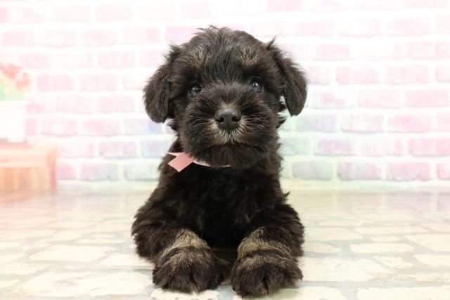 栃木県のミニチュアシュナウザー (Coo&RIKUFKDインターパーク店/2025年9月10日生まれ/女の子/ブラックシルバー)の子犬の1枚目の画像