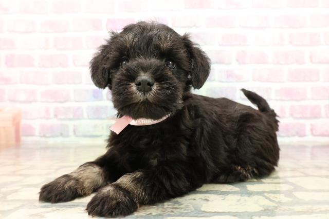 栃木県のミニチュアシュナウザー (Coo&RIKUFKDインターパーク店/2025年9月10日生まれ/女の子/ブラックシルバー)の子犬の2枚目の画像