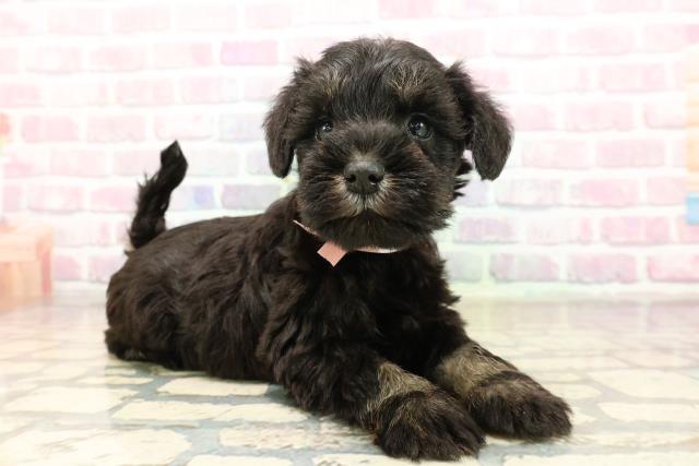 栃木県のミニチュアシュナウザー (Coo&RIKUFKDインターパーク店/2025年9月10日生まれ/女の子/ブラックシルバー)の子犬の3枚目の画像