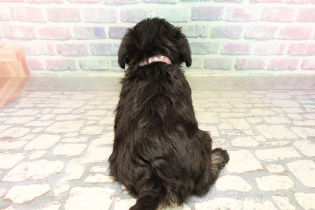 栃木県のミニチュアシュナウザー (Coo&RIKUFKDインターパーク店/2025年9月10日生まれ/女の子/ブラックシルバー)の子犬の4枚目の画像