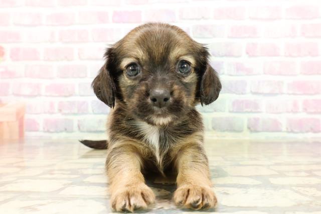 茨城県のチワックス(チワワ×ダックス) (Coo&RIKU日立店/2025年9月9日生まれ/男の子/レッド)の子犬の1枚目の画像