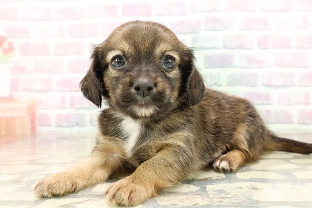 茨城県のチワックス(チワワ×ダックス) (Coo&RIKU日立店/2025年9月9日生まれ/男の子/レッド)の子犬の2枚目の画像