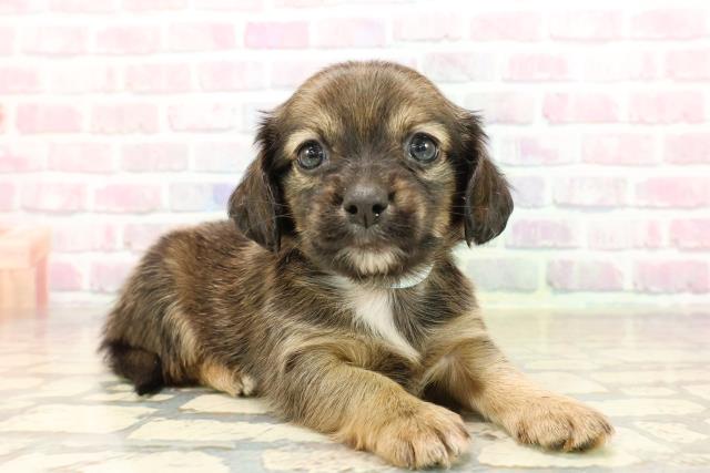 茨城県のチワックス(チワワ×ダックス) (Coo&RIKU日立店/2025年9月9日生まれ/男の子/レッド)の子犬の3枚目の画像