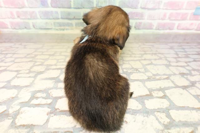 茨城県のチワックス(チワワ×ダックス) (Coo&RIKU日立店/2025年9月9日生まれ/男の子/レッド)の子犬の4枚目の画像