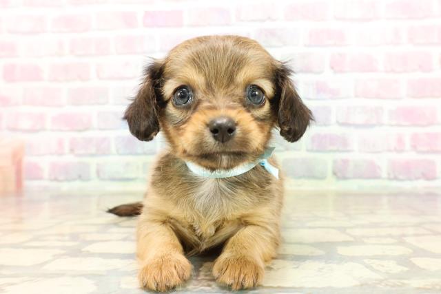 茨城県のチワックス(チワワ×ダックス) (Coo&RIKU筑西店/2025年9月9日生まれ/男の子/レッド)の子犬の1枚目の画像