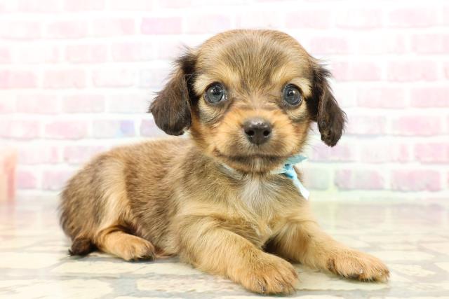 茨城県のチワックス(チワワ×ダックス) (Coo&RIKU筑西店/2025年9月9日生まれ/男の子/レッド)の子犬の3枚目の画像