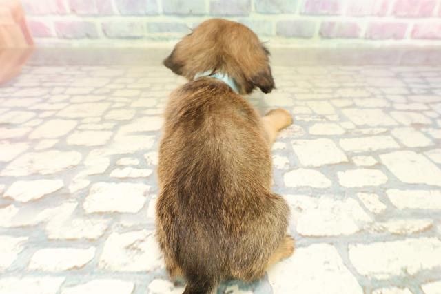 茨城県のチワックス(チワワ×ダックス) (Coo&RIKU筑西店/2025年9月9日生まれ/男の子/レッド)の子犬の4枚目の画像