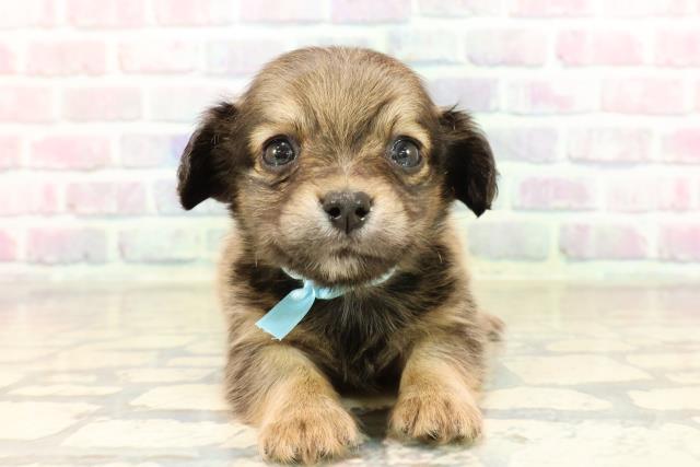 神奈川県のチワックス(チワワ×ダックス) (Coo&RIKU平塚店/2025年9月9日生まれ/男の子/レッド)の子犬の1枚目の画像