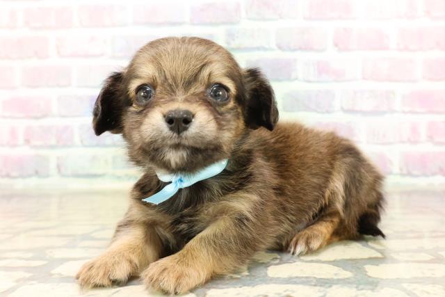 神奈川県のチワックス(チワワ×ダックス) (Coo&RIKU平塚店/2025年9月9日生まれ/男の子/レッド)の子犬の2枚目の画像