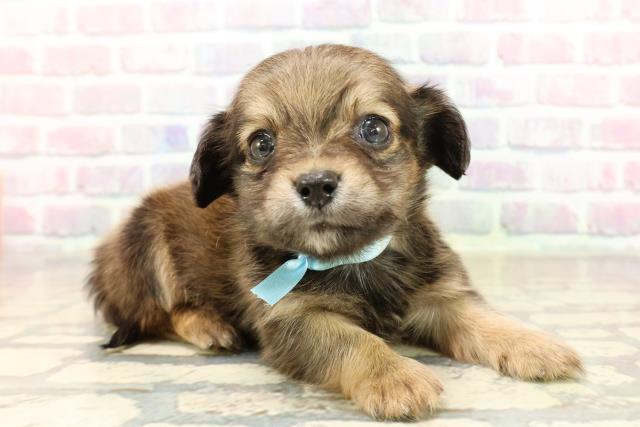 神奈川県のチワックス(チワワ×ダックス) (Coo&RIKU平塚店/2025年9月9日生まれ/男の子/レッド)の子犬の3枚目の画像