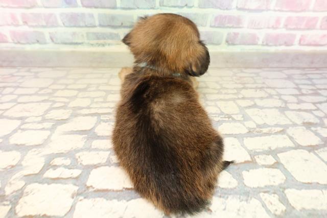 神奈川県のチワックス(チワワ×ダックス) (Coo&RIKU平塚店/2025年9月9日生まれ/男の子/レッド)の子犬の4枚目の画像