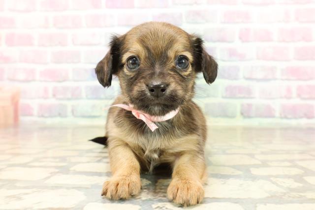 東京都のチワックス(チワワ×ダックス) (Coo&RIKUフレスポ住吉店/2025年9月9日生まれ/女の子/レッド)の子犬の1枚目の画像