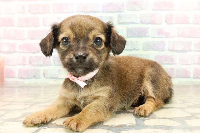 東京都のチワックス(チワワ×ダックス) (Coo&RIKUフレスポ住吉店/2025年9月9日生まれ/女の子/レッド)の子犬の2枚目の画像