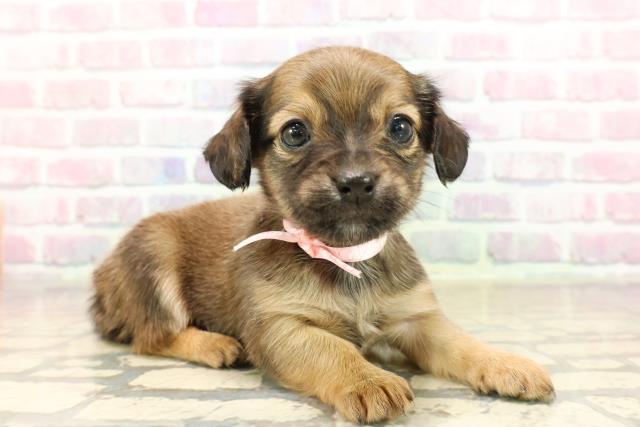 東京都のチワックス(チワワ×ダックス) (Coo&RIKUフレスポ住吉店/2025年9月9日生まれ/女の子/レッド)の子犬の3枚目の画像