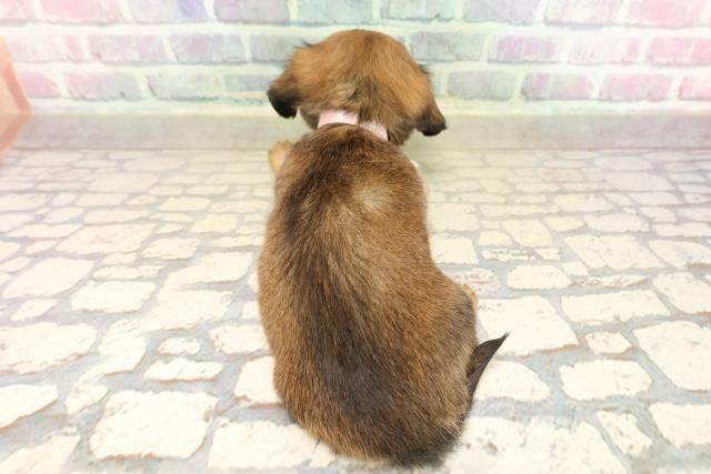 東京都のチワックス(チワワ×ダックス) (Coo&RIKUフレスポ住吉店/2025年9月9日生まれ/女の子/レッド)の子犬の4枚目の画像