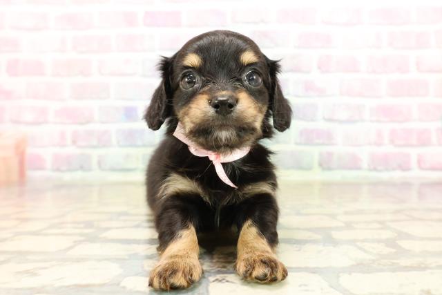 埼玉県のチワックス(チワワ×ダックス) (Coo&RIKU岩槻店/2025年9月9日生まれ/女の子/ブラックタン)の子犬の1枚目の画像