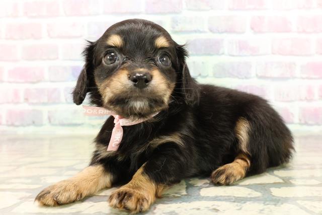 埼玉県のチワックス(チワワ×ダックス) (Coo&RIKU岩槻店/2025年9月9日生まれ/女の子/ブラックタン)の子犬の2枚目の画像