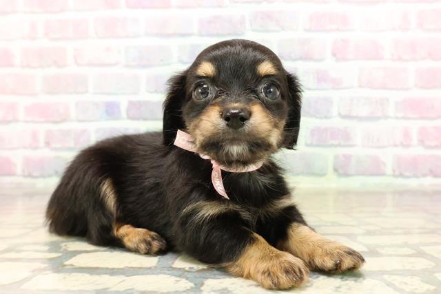 埼玉県のチワックス(チワワ×ダックス) (Coo&RIKU岩槻店/2025年9月9日生まれ/女の子/ブラックタン)の子犬の3枚目の画像