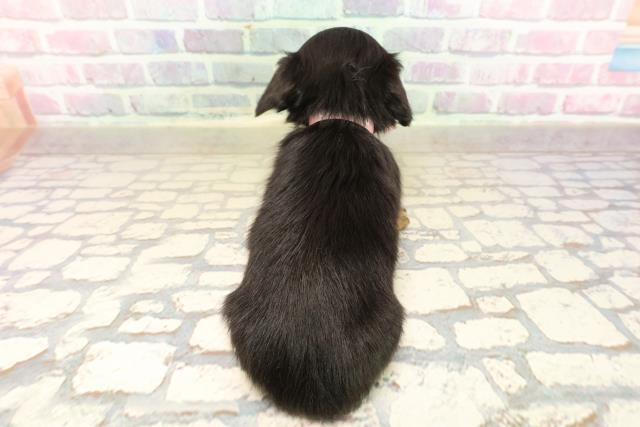 埼玉県のチワックス(チワワ×ダックス) (Coo&RIKU岩槻店/2025年9月9日生まれ/女の子/ブラックタン)の子犬の4枚目の画像