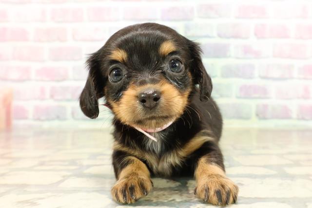 埼玉県のチワックス(チワワ×ダックス) (Coo&RIKU川口戸塚店/2025年9月9日生まれ/女の子/ブラックタン)の子犬の1枚目の画像