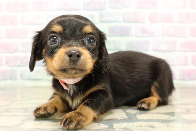 埼玉県のチワックス(チワワ×ダックス) (Coo&RIKU川口戸塚店/2025年9月9日生まれ/女の子/ブラックタン)の子犬の2枚目の画像