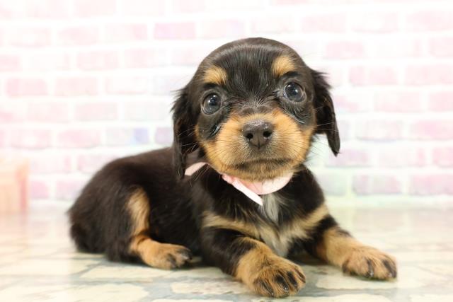 埼玉県のチワックス(チワワ×ダックス) (Coo&RIKU川口戸塚店/2025年9月9日生まれ/女の子/ブラックタン)の子犬の3枚目の画像