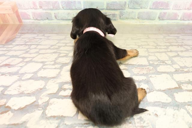 埼玉県のチワックス(チワワ×ダックス) (Coo&RIKU川口戸塚店/2025年9月9日生まれ/女の子/ブラックタン)の子犬の4枚目の画像