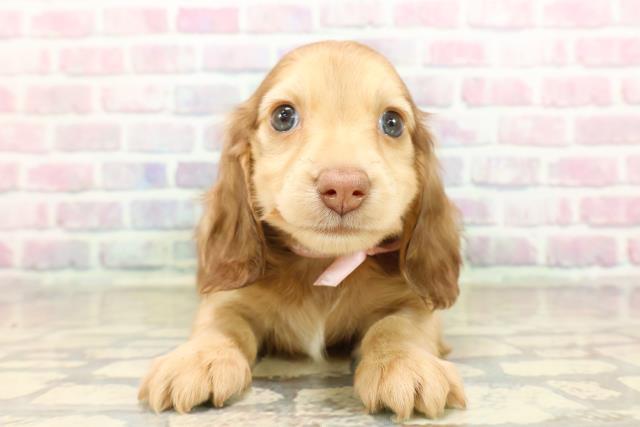 千葉県のミニチュアダックスフンド(ロング) (Coo&RIKUアクロスモール新鎌ケ谷店/2025年9月10日生まれ/女の子/シェーデットイエロー)の子犬の1枚目の画像