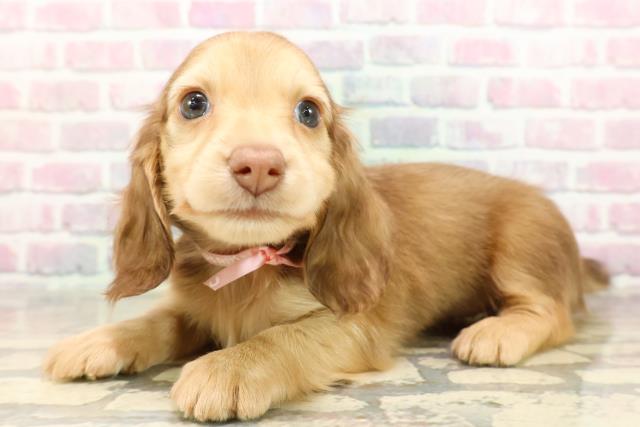 千葉県のミニチュアダックスフンド(ロング) (Coo&RIKUアクロスモール新鎌ケ谷店/2025年9月10日生まれ/女の子/シェーデットイエロー)の子犬の2枚目の画像