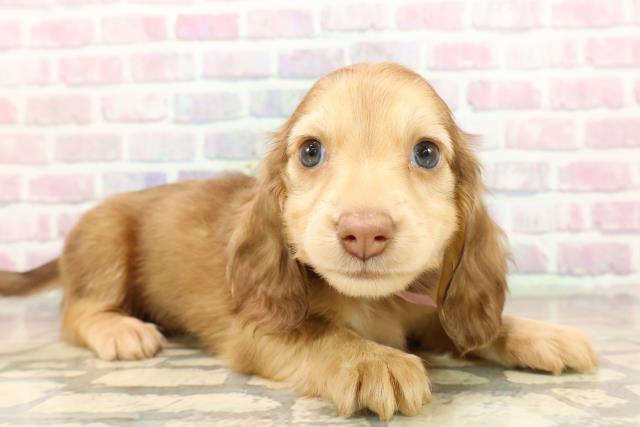 千葉県のミニチュアダックスフンド(ロング) (Coo&RIKUアクロスモール新鎌ケ谷店/2025年9月10日生まれ/女の子/シェーデットイエロー)の子犬の3枚目の画像