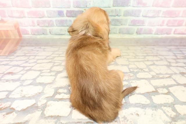 千葉県のミニチュアダックスフンド(ロング) (Coo&RIKUアクロスモール新鎌ケ谷店/2025年9月10日生まれ/女の子/シェーデットイエロー)の子犬の4枚目の画像