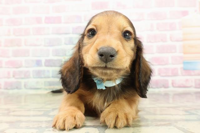 千葉県のミニチュアダックスフンド(ロング) (Coo&RIKU若葉都賀店/2025年9月10日生まれ/男の子/シェーデットレッド)の子犬の1枚目の画像