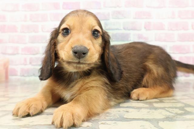 千葉県のミニチュアダックスフンド(ロング) (Coo&RIKU若葉都賀店/2025年9月10日生まれ/男の子/シェーデットレッド)の子犬の2枚目の画像