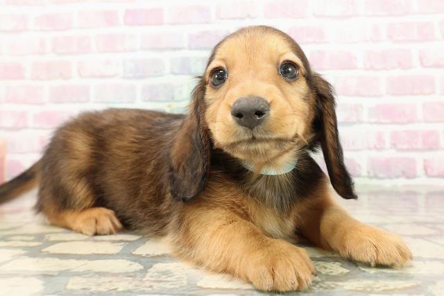 千葉県のミニチュアダックスフンド(ロング) (Coo&RIKU若葉都賀店/2025年9月10日生まれ/男の子/シェーデットレッド)の子犬の3枚目の画像