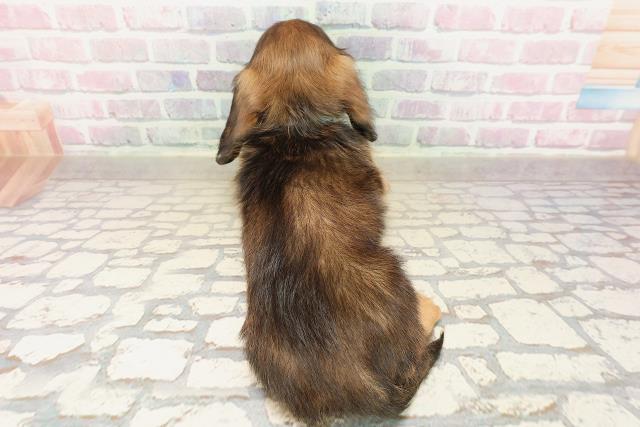 千葉県のミニチュアダックスフンド(ロング) (Coo&RIKU若葉都賀店/2025年9月10日生まれ/男の子/シェーデットレッド)の子犬の4枚目の画像