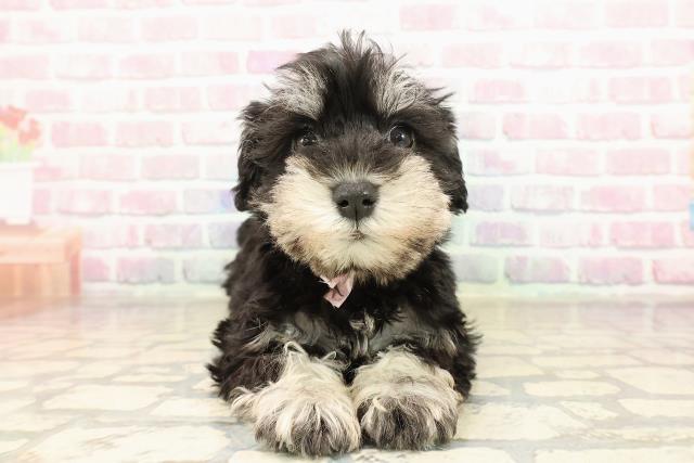 東京都のミニチュアシュナウザー (Coo&RIKU武蔵小山店/2025年9月6日生まれ/女の子/ブラックシルバー)の子犬